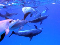 A group of Atlantic spotted Dolphins off of Bimini by Don Bruschera 